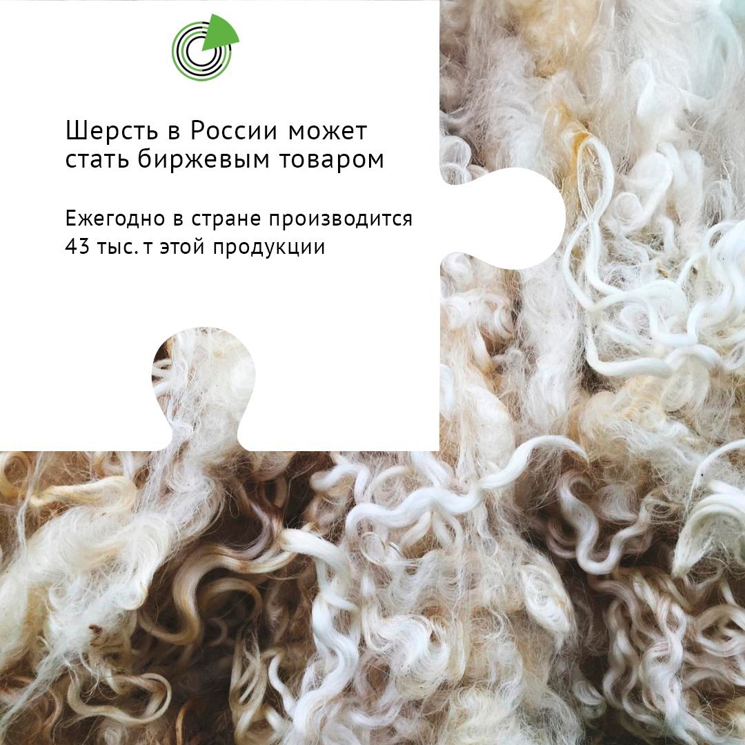 ШЕРСТЬ В РОССИИ МОЖЕТ СТАТЬ БИРЖЕВЫМ ТОВАРОМ Шерсть в РФ может стать биржевым товаром это предусмотрено в дорожной карте развития отрасли которая была принята в мае текущего года Об этом сообщила первый замминистра сельского хозяйства РФ Елена Фастова на встрече председателя Совета Федерации Валентины Матвиенко с производителями экспертами и представителями отрасли государств участников СНГ Мы должны наладить кооперативы которые будут собирать качественное сырье для поставки в переработку сделать шерсть биржевым товаром над этим тоже работаем продвигать бренд Шерсть России и сделать долгосрочные договоры между производителями и переработчиками сказала она Подробнее   clck ru 3QSDwg