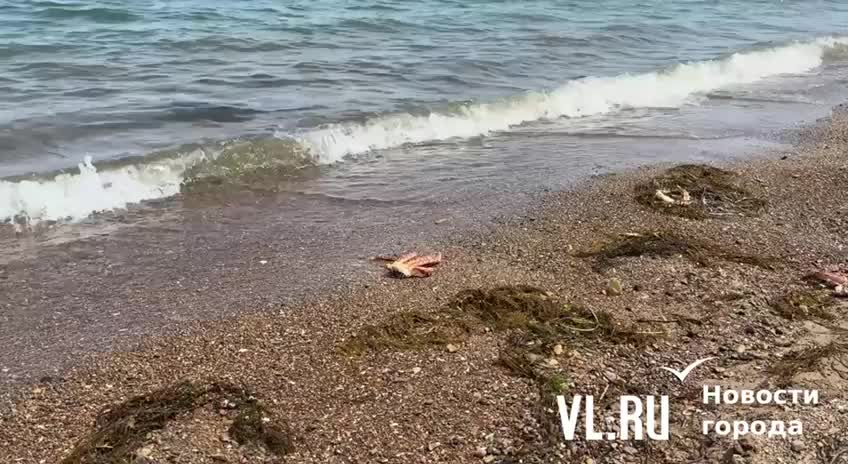 Скопление мертвых камчатских крабов обнаружено на Русском острове