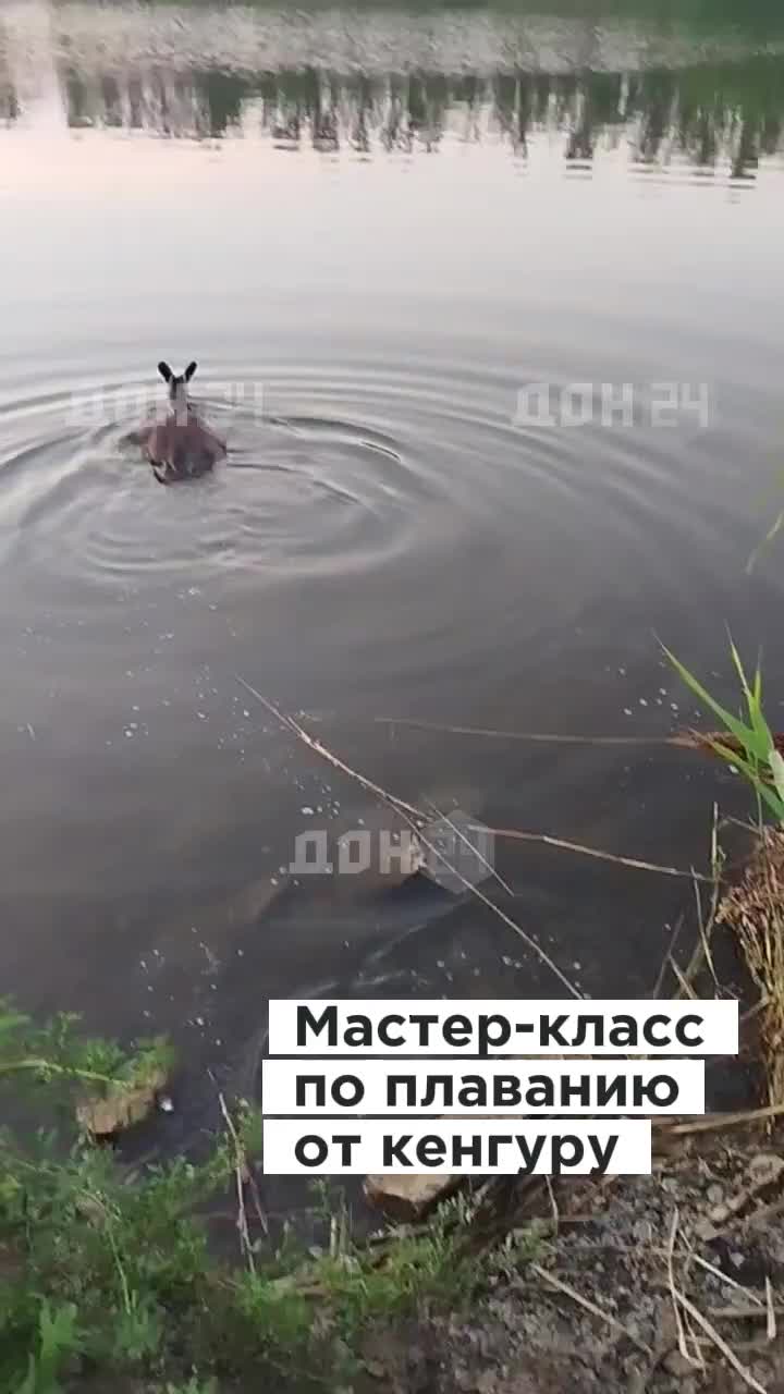 Кенгуру Сидней из зоопарка 'Малинки' освоил плавание и вдохновил сородичей