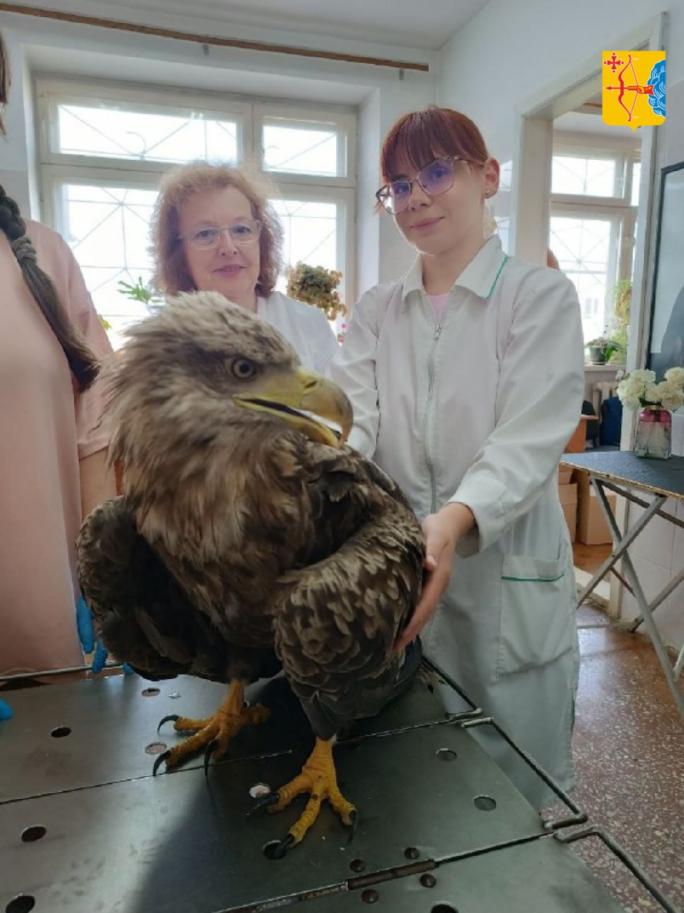 Кировские ветеринары помогли краснокнижному орлану-белохвосту. — Хищную птицу из семейства ястребиных обнаружили на обочине федеральной трассы в Омутнинском районе неравнодушные граждане. Молодой орлан был немного истощен, постоянно находился на одном месте и не мог взлететь, — рассказали в управлении ветеринарии Кировской области. Волонтеры доставили орлана в Киров, где специалисты госветслужбы провели клинический осмотр птицы и отобрали пробы для исключения опасных заболеваний. Видимых повреждений у орлана зафиксировано не было. Сегодня жизни и здоровью краснокнижной птицы ничто не угрожает. До полного выздоровления и набора необходимой массы орлан будет находиться в центре реабилитации животных «Большое гнездо». Кировская область