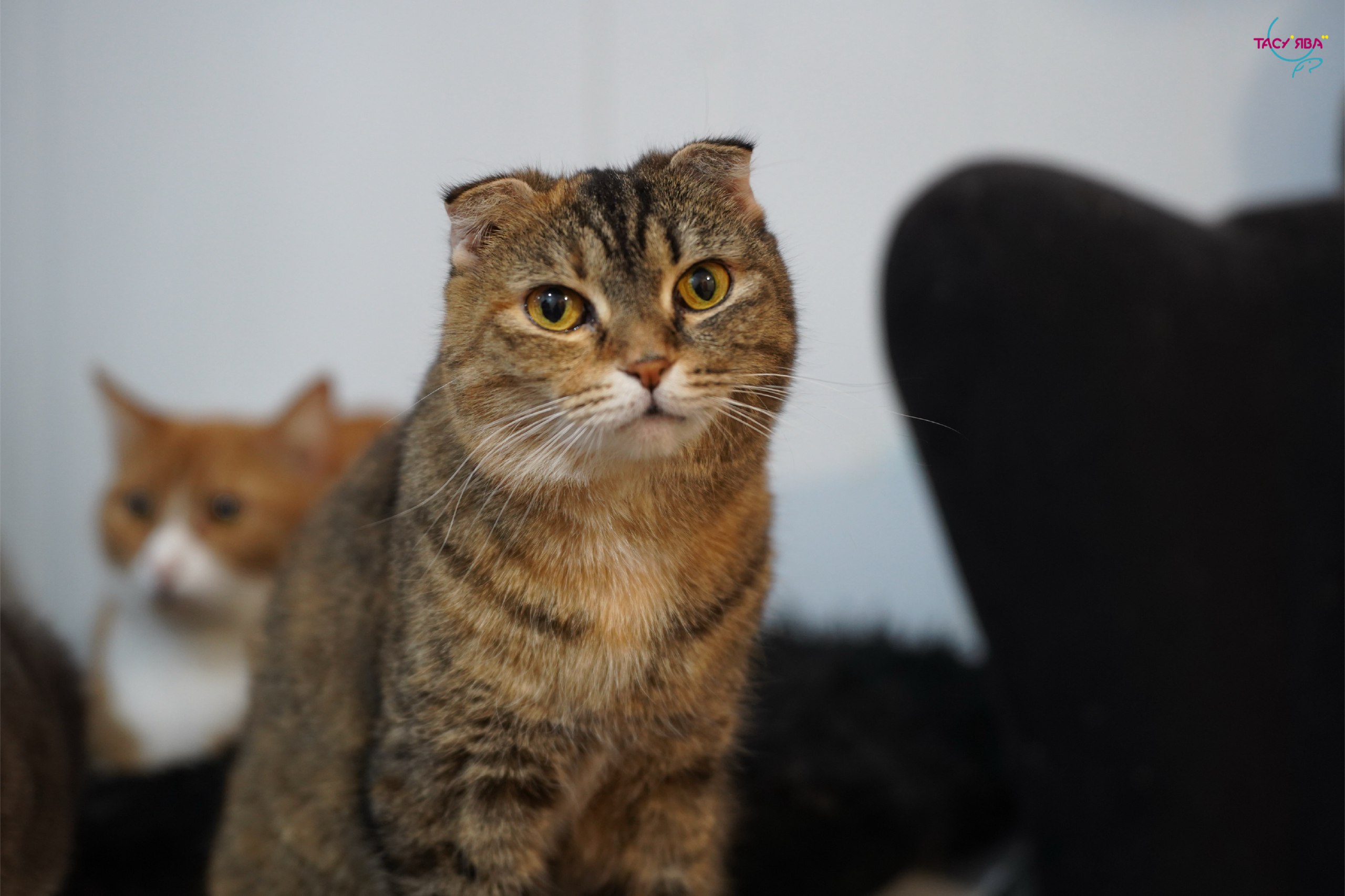 Позаботьтесь о своих питомцах выгодно С 24 февраля по 29 марта на Ямале проходит акция Мартовский кот В этот период владельцы кошек и собак могут воспользоваться скидкой 20 на стерилизацию питомцев а также пройти вакцинацию и зарегистрировать пушистиков в региональной базе В Тазовском приём ведёт отдел ГБУ Новоуренгойский центр ветеринарии по адресу Пристанская 40Б Телефон для справок 7 34940 2 13 06 Подписывайтесь на нас в MAX