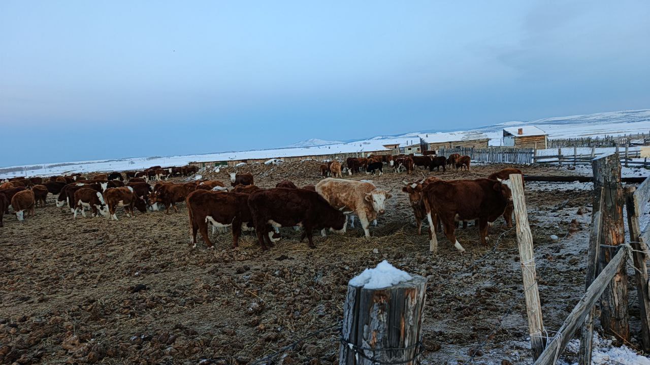 В районе в Бурятии поголовье скота уменьшилось почти на 12 В Кяхтинском районе во всех категориях хозяйств поголовье скота сократилось на 12 Часть посевных площадей из за засухи списали поэтому объемы заготовки сена и соломы оказались ниже прошлогодних Вместе с тем хозяйства адаптируются к текущим условиям часть фермеров заранее сформировала кормовые запасы и оказывает взаимную поддержку Однако у некоторых фермеров кормов не хватает и им приходится покупать их по цене на 100 выше чем осенью отметили в райадминистрации