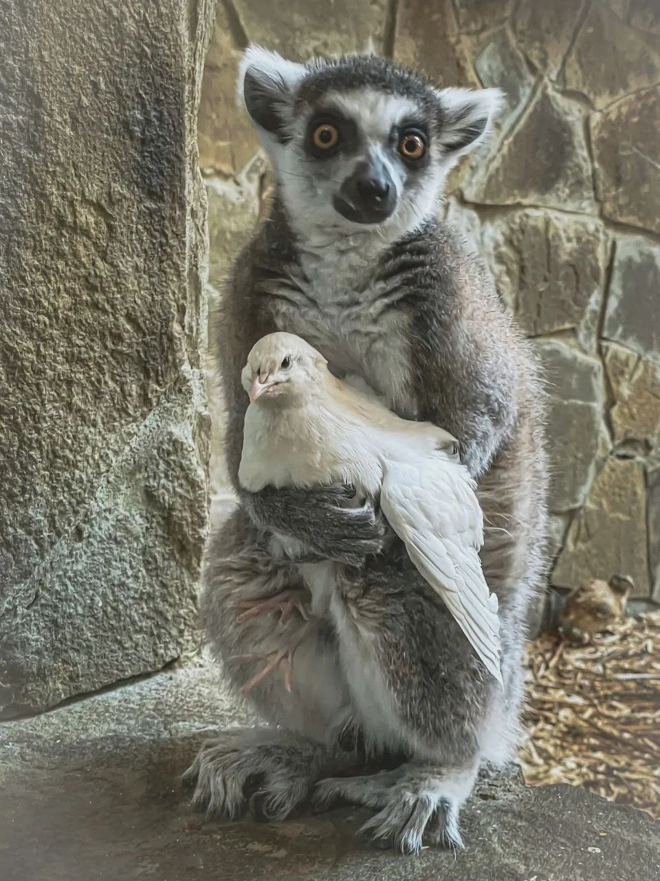 Необычная дружба лемура и пернатых в ростовском зоопарке продолжается Примат не теряет надежду обрести друга среди пернатых Это уже как минимум вторая птица в его объятиях которую успели запечатлеть сотрудники зоопарка Но скорее всего ловит и обнимает лемур каждого кто случайно прилетает к нему в гости Ну милаш Как вам такая дружба Фото Ростовский зоопарк Подписывайтесь на МАХ присылайте новости