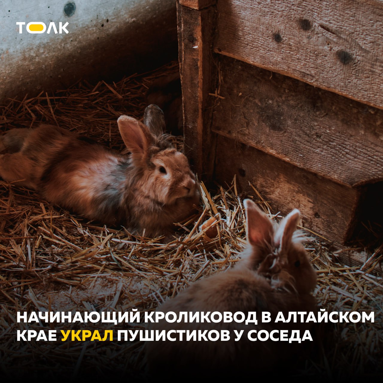 Кроликовод-новичок в Алтайском крае начал бизнес с кражи  В Тальменском районе 21-летний местный житель украл у соседа восемь калифорнийских кроликов, стоимостью 10 тысяч рублей.  Молодой человек признался, что хотел заняться разведением животных и выбрал именно эту породу. Полиция вернула кроликов владельцу, возбуждено уголовное дело.    ТОЛК