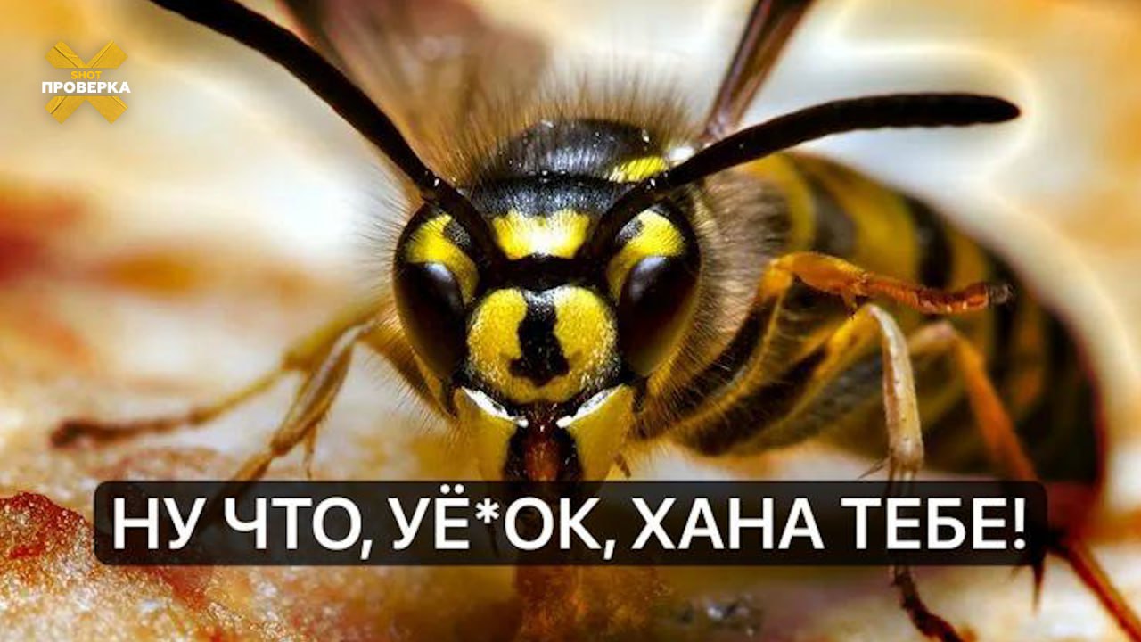 Осы в этом году стали более обидчивыми и агрессивными: в России наблюдается пик их численности впервые за 9–11 лет Как выяснила SHOT ПРОВЕРКА, россияне массово жалуются на бешеную активность ос в этом сезоне и называют их дикими. Перепончатокрылые кусают жертву даже спустя час после их первой встречи: сначала случайно смахнул осу рукой, а затем она «нашла» своего обидчика и «отомстила». О массовом нашествии ос свидетельствуют и дачные участки. На фото — сарай в Подмосковье, где насекомые свили в этом году порядка девяти гнёзд. При этом дачница отмечает: в 2024-м их было не больше двух. Энтомологи подтвердили нам: в этом году жалящих больше, чем обычно. Эксперты пояснили, что у ос есть многолетняя динамика численности: раз в 9–11 лет она достигает своего пика. Прошлый всплеск был в 2014 году. И, судя по количеству ос, пришёлся и на 2025-й. Ещё одна причина массового нашествия ос — августовский брачный период, когда появляются очень агрессивные молодые самки и самцы. Также ближе к осени растёт число ос-работяг в колонии. Они ищут источники энергии и пищу для личинок. По словам энтомологов, рабочих ос становится просто много. Они чаще сталкиваются с людьми, поэтому риск быть покусанным осой выше. Укус осы может вызвать боль, покраснение и отёк, а также привести к анафилактическому шоку из-за аллергии. Подписывайтесь