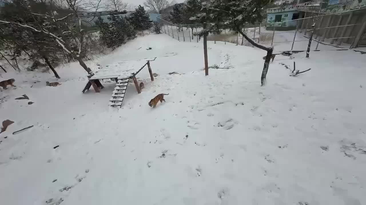 Амурский тигр сбивает дрон в зоопарке Чунцина