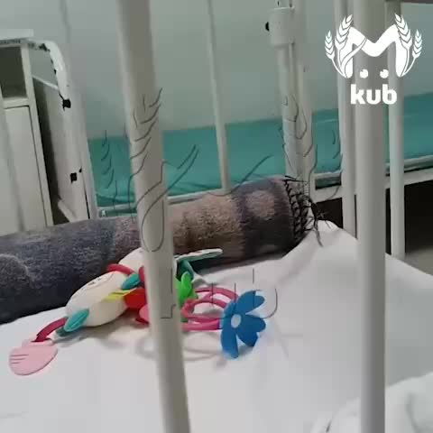 Проблема с тараканами в детском отделении Славянской ЦРБ привлекла внимание прокуратуры