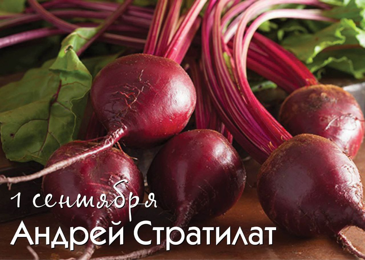 Народный календарь 1 сентября Андрей Стратилат тепляк Фекла свекольница Говорили Ветер тепляк в паутину одет ушедшему лету кланяется вслед По погоде этого дня делали выводы о том какова окажется осень Начиналась массовая уборка свеклы а хозяйки готовили ботвинью особый вид холодного супа со свекольной ботвой к которому принято было подавать рыбу обычно отварную или малосольную Пришла пора заготавливать корни лопуха и одуванчика