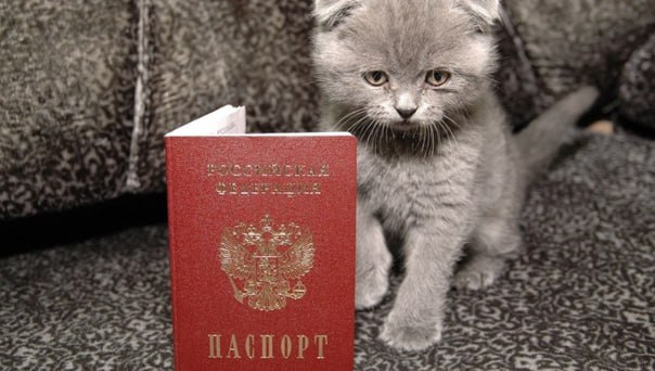 "Котопаспорт": в Госдуме хотят обязать всех россиян регистрировать своих домашних животных Депутат Ткачев в обращении к главе Минсельхоза есть в распоряжении KP.RU заявил, что число бездомных животных в России в 2025 году составляет почти 3,6 миллиона. 50-98% из них раньше были домашними питомцами. Сегодня обязательная регистрация друзей наших меньших действует только в 19 регионах, теперь же ее хотят распространить на всю страну. Этот шаг приведет к значительному снижению количества бездомных животных, а также повысит шансы вернуть потерявшихся питомцев домой, — говорится в обращении Документ о регистрации животного депутат предложил назвать "Котопаспорт" или "Паспорт для хвостика".