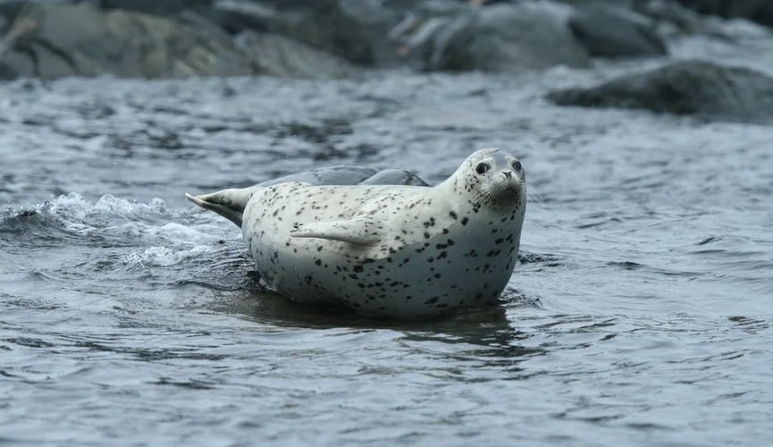 Более 100 туш мертвых тюленей обнаружили в казахстанском секторе Каспийского моря экологи отобрали пробы воды для выяснения причин гибели животных сообщает пресс служба департамент экологии Мангистауской области Фото Shutterstock FOTODOM Valerijs Novickis Подписаться VK ОК Дзен Дзен НОВОСТИ RUTUBE MAX MIR24 TV