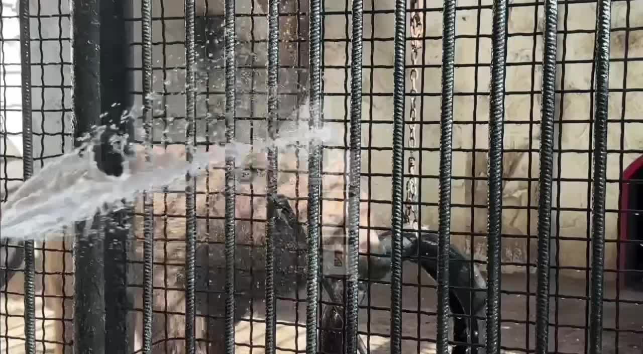 Медведь Валет из луганского зооуголка наслаждается водными процедурами в жару