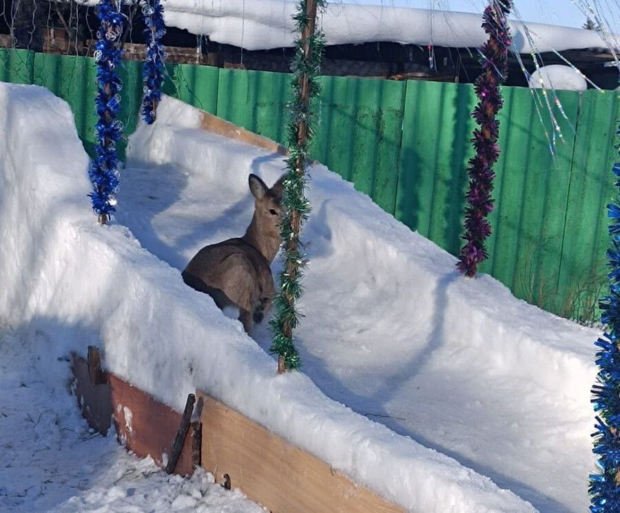 На днях во двор многодетной семьи в селе Пригородное Амурской области зашла кабарга. Ее внимание сразу привлекла ледяная горка. Лесная гостья попыталась на нее забраться, но поскользнулась и упала, в этот момент хозяйка ее и сфотографировала.  Эту историю рассказали в телеграм-канале Белогорского округа.  «Вокруг нашего села поля, и там много бегает копытных. Они часто к нам заходят, собаки уже на них не реагируют, – рассказала Светлана Северена. – Кабарга походила по двору и решила, наверное, с горки прокатиться. Горку, кстати, я впервые решила сделать, снега много было. И сразу так удачно получилось – и детям, и лесным обитателям понравилась».  В семье Светланы и Андрея Северены четверо детей. Старшему Егору 21 год, он сейчас в зоне СВО, Виктории – 18 лет, Арине – 11, и самой младшей, Ксении, три года. Пока глава многодетной семьи работает на вахте, а старший сын защищает Родину, хозяйка дома с дочерьми решила во дворе сделать зимний аттракцион.  «С детьми украсили горку гирляндами и мишурой, получилась красота, – рассказала Светлана Северена. – Больше всего горкой довольна, конечно, Арина. Ей сейчас бегать никуда не надо – кататься с горки можно во дворе. Я и сама со старшей дочерью, Викторией, тоже не прочь прокатиться».