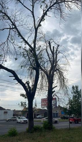 На проспекте 40 летия Победы в Ростове высадят молодые саженцы вместо аварийных деревьев В Ростове на Дону на проспекте 40 летия Победы начался важный этап благоустройства направленный на безопасность и экологическое обновление территории Специалисты приступили к плановым работам по удалению аварийных и сухостойных деревьев которые по заключению комиссии представляли потенциальную угрозу для горожан Все мероприятия проводятся в строгом соответствии с природоохранным законодательством работы санкционированы на основании официального разрешения а акты обследования согласованы с городским Комитетом по охране окружающей среды Порядок на объекте будет полностью соблюден все порубочные остатки оперативно вывезут с территории Но это не просто санитарная расчистка а начало программы омоложения зеленого фонда знакового проспекта После завершения текущего этапа и корчевки пней уже весной 2026 года на освободившихся местах планируется масштабная высадка молодых деревьев Таким образом администрация Пролетарского района не только устраняет риски но и закладывает основу для будущего тенистого и безопасного бульвара который будет радовать ростовчан долгие годы Подпишись на 1Rnd в МАХ Написать в редакцию