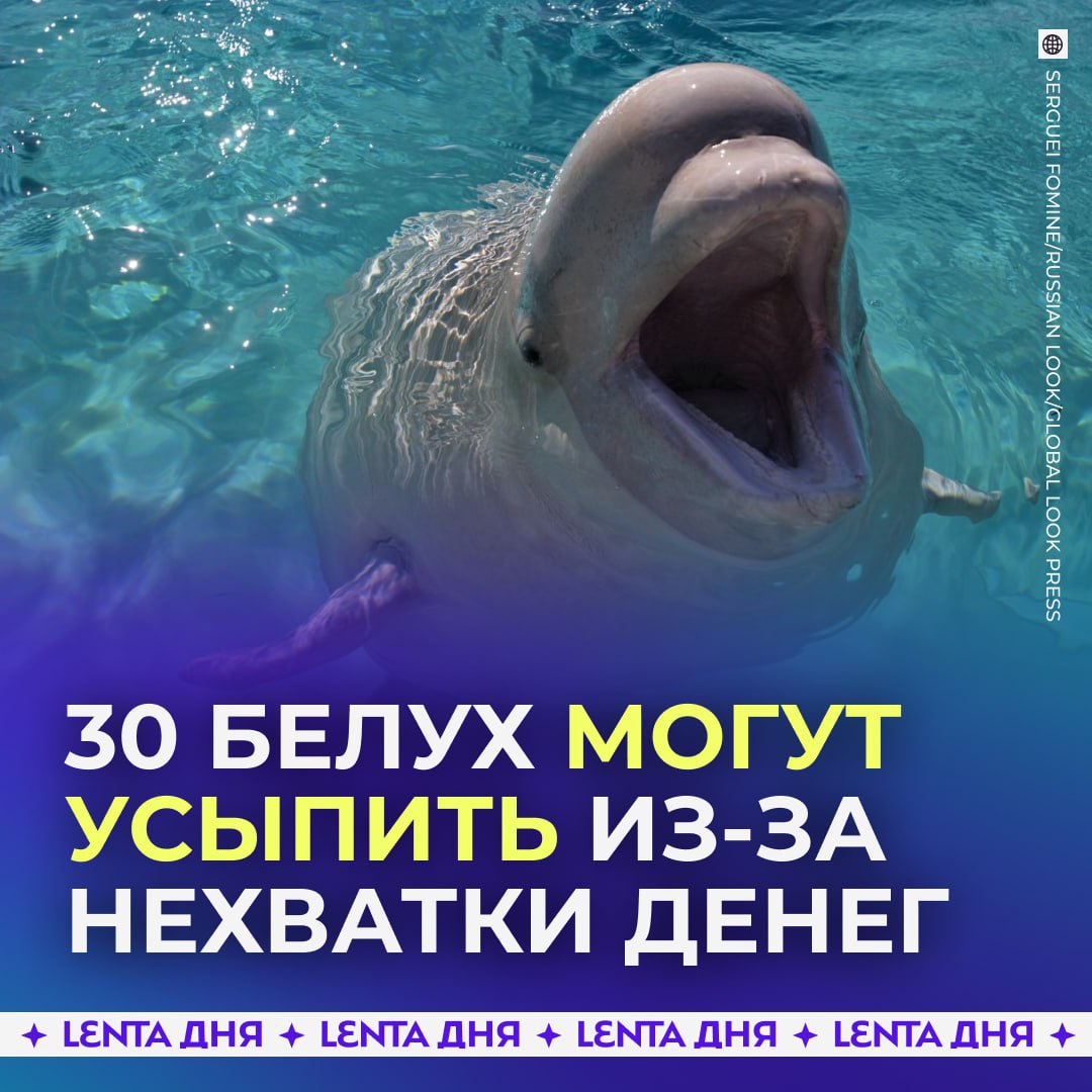 Океанариум просит помощи для спасения 30 белух от усыпления 30 белух могут усыпить в канадском океанариуме из за нехватки денег на их содержание Океанариум уже несколько лет выставлен на продажу из за долгов и не может обеспечить им должный уход и лечение Китай был готов принять белух но канадские власти отказали в выдаче разрешений на вывоз животных Белухи являются последними в Канаде содержащимися в неволе китами Ставь если надеешься что найдётся какой то выход Подпишись на Ленту дня MAX ТГ Участвуй в розыгрыше