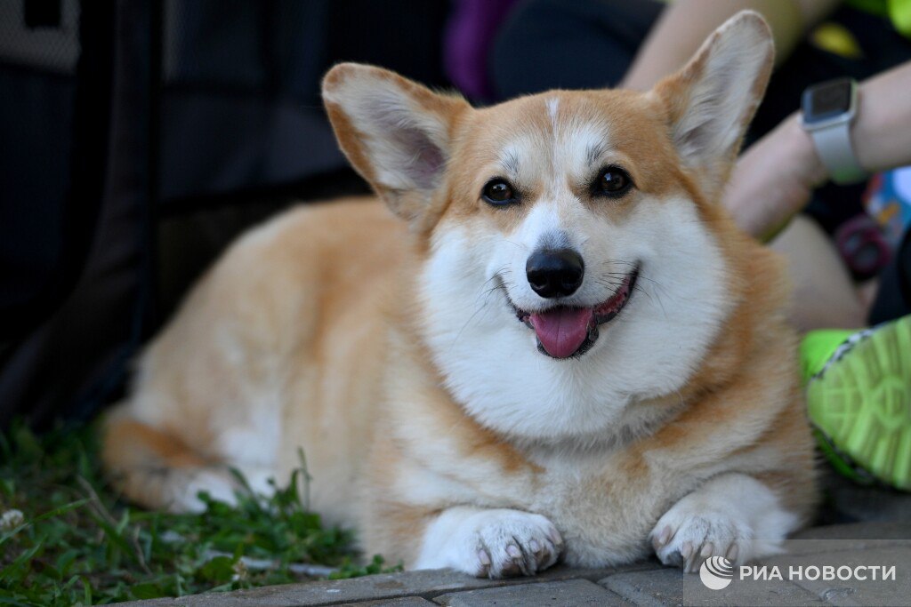Российская кинологическая федерация предлагает ввести в стране обязательную регистрацию домашних животных Это базовый шаг к цивилизованному владению который повысит уровень персональной ответственности каждого хозяина сообщил президент организации Владимир Голубев Подписаться на РИА Новости