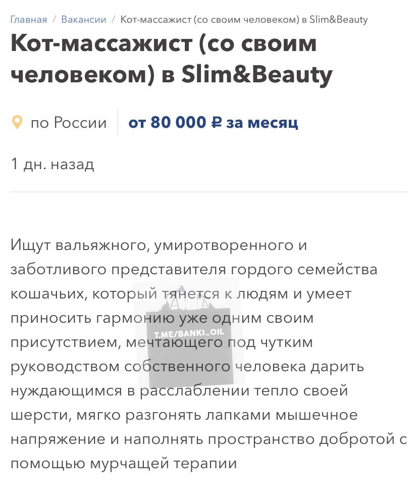 В Москве срочно ищут кота-массажиста на зарплату от 80 тысяч рублей в месяц. Такую вакансию открыли в одном из салонов красоты. Пушистому предстоит ходить лапами по спинам клиентов, мурчать для повышения уровня эндорфина и создавать атмосферу гармонии и уюта. В качестве бонуса коту обещают оплачиваемый больничный, отпуск, прививки, безлимит на вкусную еду и личную лежанку.