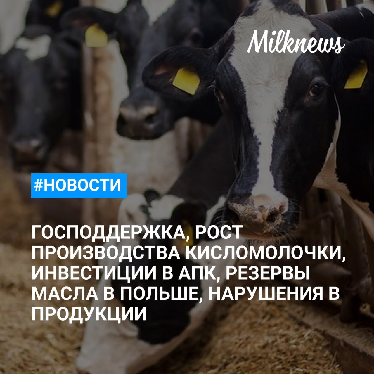 Тверские власти окажут поддержку предприятиям молочного животноводства    Производство кисломолочных продуктов в Тюменской области выросло на 4,8%    Инвестиции в АПК Ростовской области по итогам 2024 года могут вырасти на 30,4%    Власти Польши распродадут 1 тыс. тонн сливочного масла из резервов    В молочной продукции из Ростовской области обнаружили нарушения