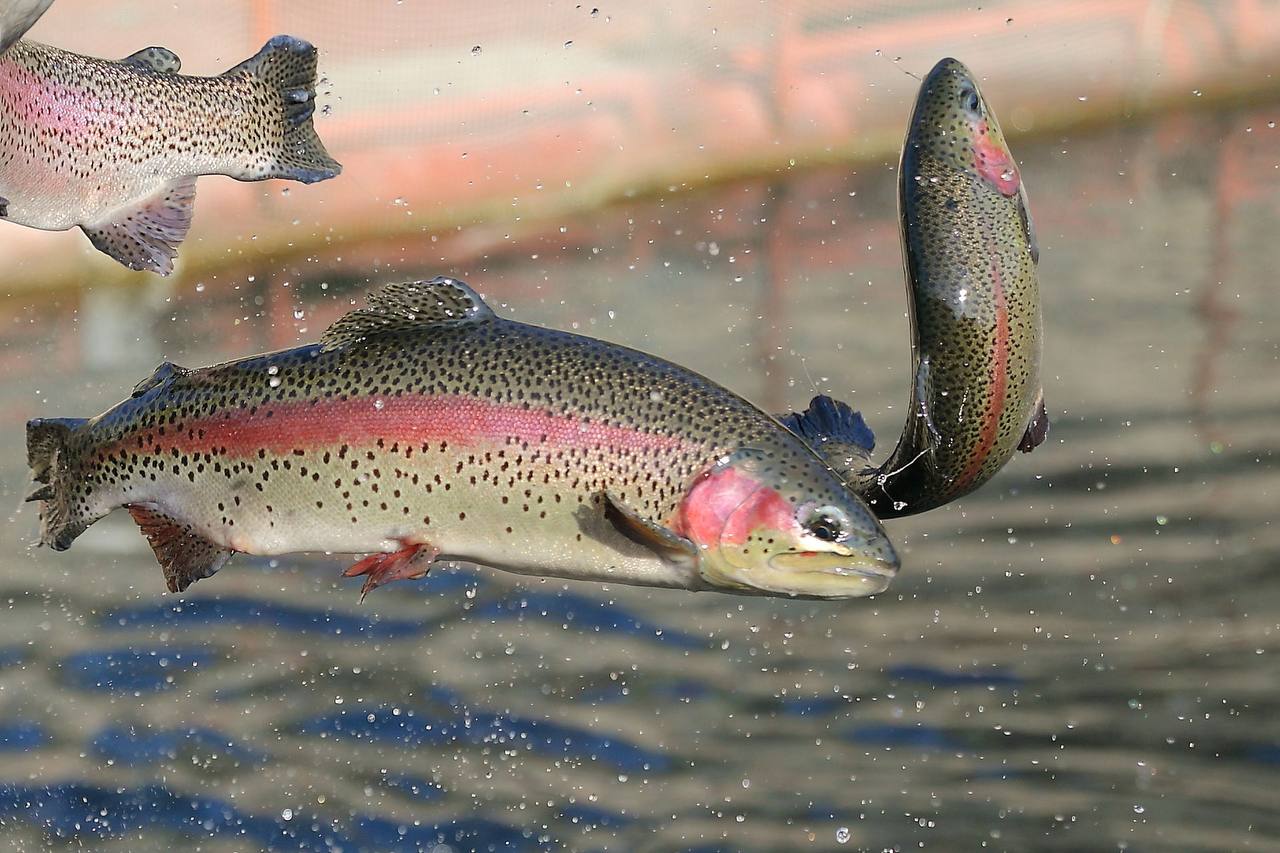 В Калининградской области заработало форелевое хозяйство  ООО Русинг ввело в эксплуатацию комплекс по выращиванию форели в поселке Прудное Гвардейского района Объем инвестиций в проект составил 180 млн рублей На старте мощность завода составит 100 тонн продукции в год но в дальнейшем ее планируют довести до 500 тонн Предполагается полный цикл выращивания форели от икры до товарной рыбы весом до 2 5 кг а также создание собственного маточного стада На базе предприятия Русинг также собирается построить цех по разделке и переработке товарной рыбы начать выращивание осетровых а также создать объект агротуризма  По данным Rusprofile ООО Русинг зарегистрировано в 2019 году в Калининграде занимается пресноводным рыбоводством Совладельцами компании выступают Алексей Расницов и Виталий Зеленский по 33 5 а также Инга Булацева 33   Рыбхоз Всё о рыбе