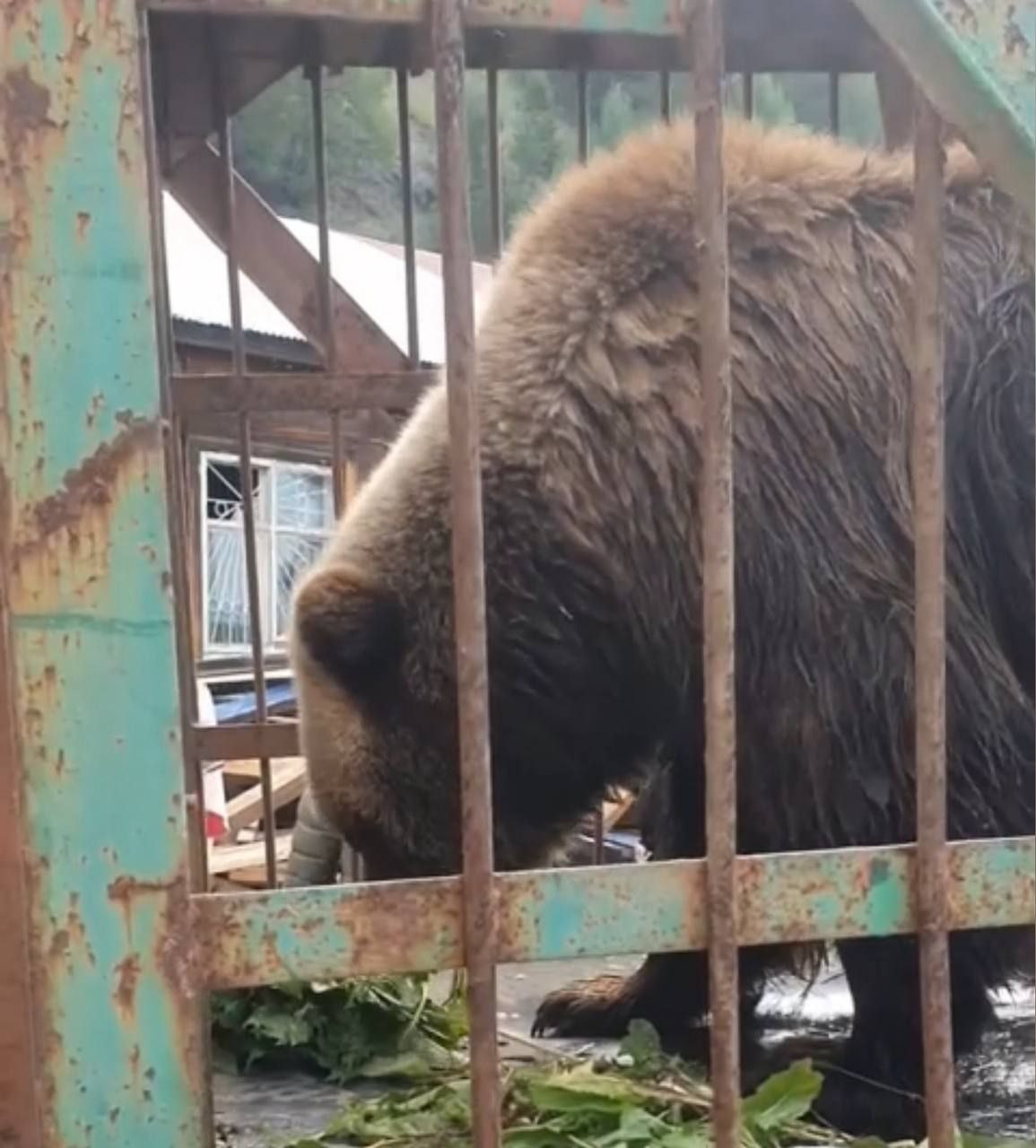 Медведицу Машу из заброшенного зоопарка спасли    В Листвянке в заброшенном зоопарке «Живые медведи» в конце июня нашли медведицу по имени Маша. Она была совсем одна в заржавевшей клетке.  Волонтёры забили тревогу. Они подкармливали бедняжку, но требовалось вмешательство, чтобы животное вызволили. Опасность грозила не только медведице, но и местным жителям. Едва ли хлипкая клетка смогла бы удержать хищницу.  В результате координации деятельности контролирующих органов медведице провели клинический осмотр и вакцинацию. Сейчас Машу разместили в приюте для животных при питомнике «К-9».