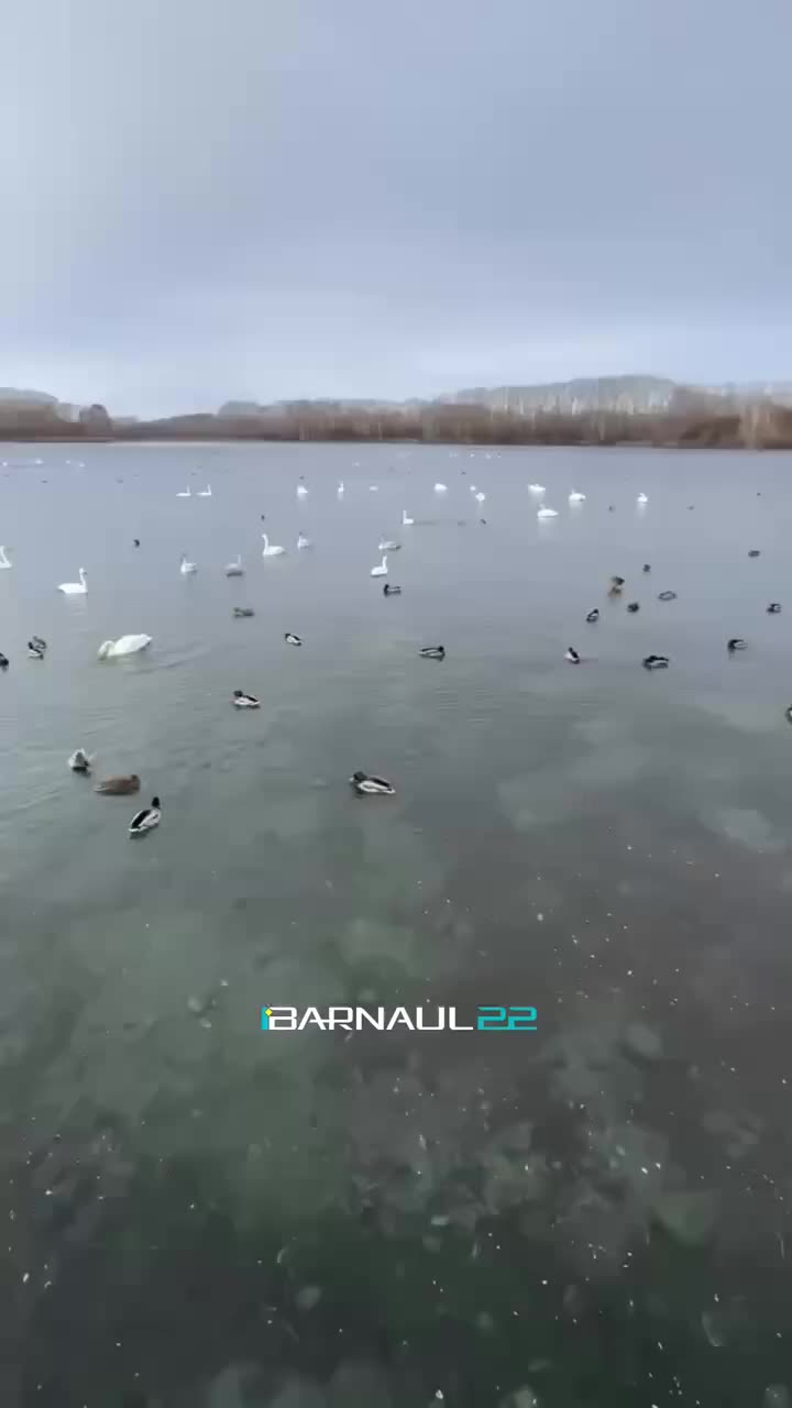 Первые лебеди крикуны прибыли на зимовку в Урожайный