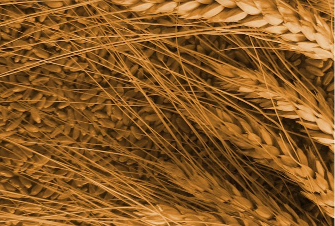 ГАП Ресурс завершила сделку по приобретению активов ГК Алтан в Алтайском крае В состав Группы вошли ООО ТД Алтан АО НПФ Алтан АО Поспелихинский КХП и ООО Поспелихинская макаронная фабрика Предприятия расположены в Поспелихинском районе Алтайского края и специализируются на глубокой переработке твердых сортов пшеницы дурум производстве муки и макаронных изделий под брендом Granmulino а также реализации готовой продукции В структуре фабрики собственная мельница мощностью до 72 тысяч тонн в год элеватор с объемом единовременного хранения до 26 тысяч тонн шесть автоматизированных линий с фасовочными автоматами для короткорезанных и длиннорезанных макаронных изделий склады хранения готовой продукции и другая производственные объекты Объем производства муки составляет порядка 52 тысяч тонн в год макаронных изделий 30 тысяч тонн в год Интеграция новых активов позволит ГАП Ресурс продолжить развитие сегмента глубокой переработки пшеницы