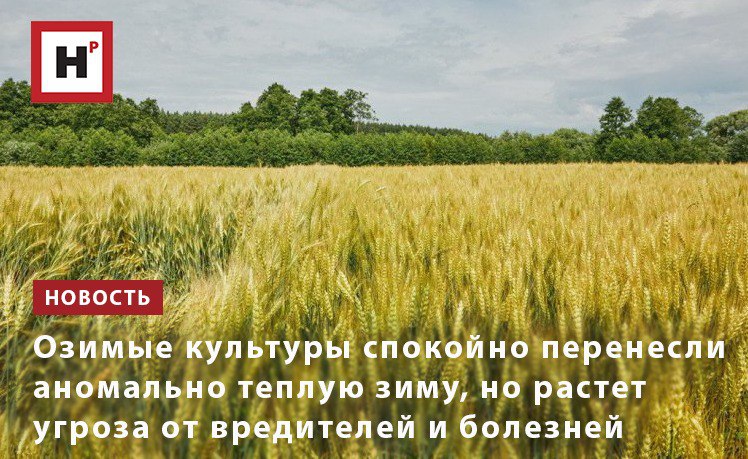 «В прошлом году сложились непростые условия для посева озимых: дело в том, что на большей части территории, где их сеют, возникла серьезная засуха. Более того, некоторые хозяйства вообще не рискнули их сеять. Но в дальнейшем ситуация исправилась, выпали осадки, и, по скорректированным оценкам Минсельхоза, сейчас 87% посевных площадей в хорошем и удовлетворительном состоянии»,  – рассказал заведующий лабораторией первичного семеноводства озимой пшеницы ФИЦ «Немчиновка» Рамин Мамедов.  Озимые в этом году высеяны на площади около 20 млн га. Из них под зерновыми культурами находится 19,2 млн га. Несмотря на практически полное отсутствие снежного покрова на полях, в отличие от прошлых лет, из-за повышенных температур состояние высеянных озимых не вызывает серьёзных опасений. Однако в текущем году растения могут больше страдать от вредителей и болезней.  Фото: Елена Либрик / Научная Россия  Подробнее на портале Научная Россия  #озимые #потепление