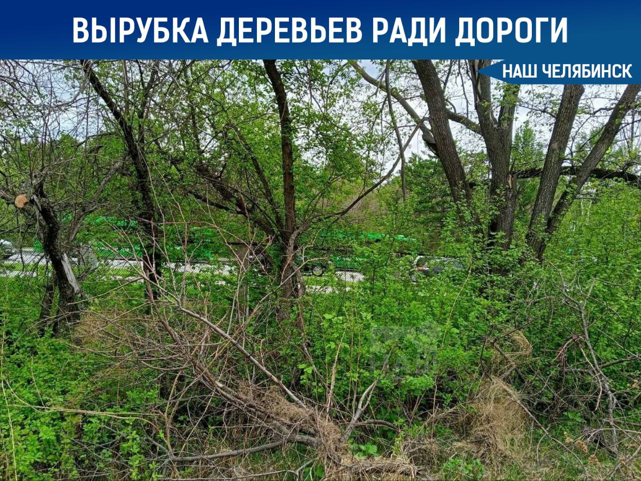 Челябинцев возмутила вырубка деревьев у бора В городе планируют построить новую дорогу с тротуарами к стадиону «Инга» и конькобежной школе. Сейчас единственный проезд проходит через территорию школы-интерната. Вот только горожане недовольны, что для строительства дороги придётся вырубить деревья. Хотя власти заявляют, что новый проезд не затронет городской бор и его охранную зону, а вырубят лишь «самосевные клёны». горожане выражают недовольство. В качестве компенсации вдоль новой дороги обещают высадить ценные породы деревьев. «Наш Челябинск» - новости без лапши! Подпишись!