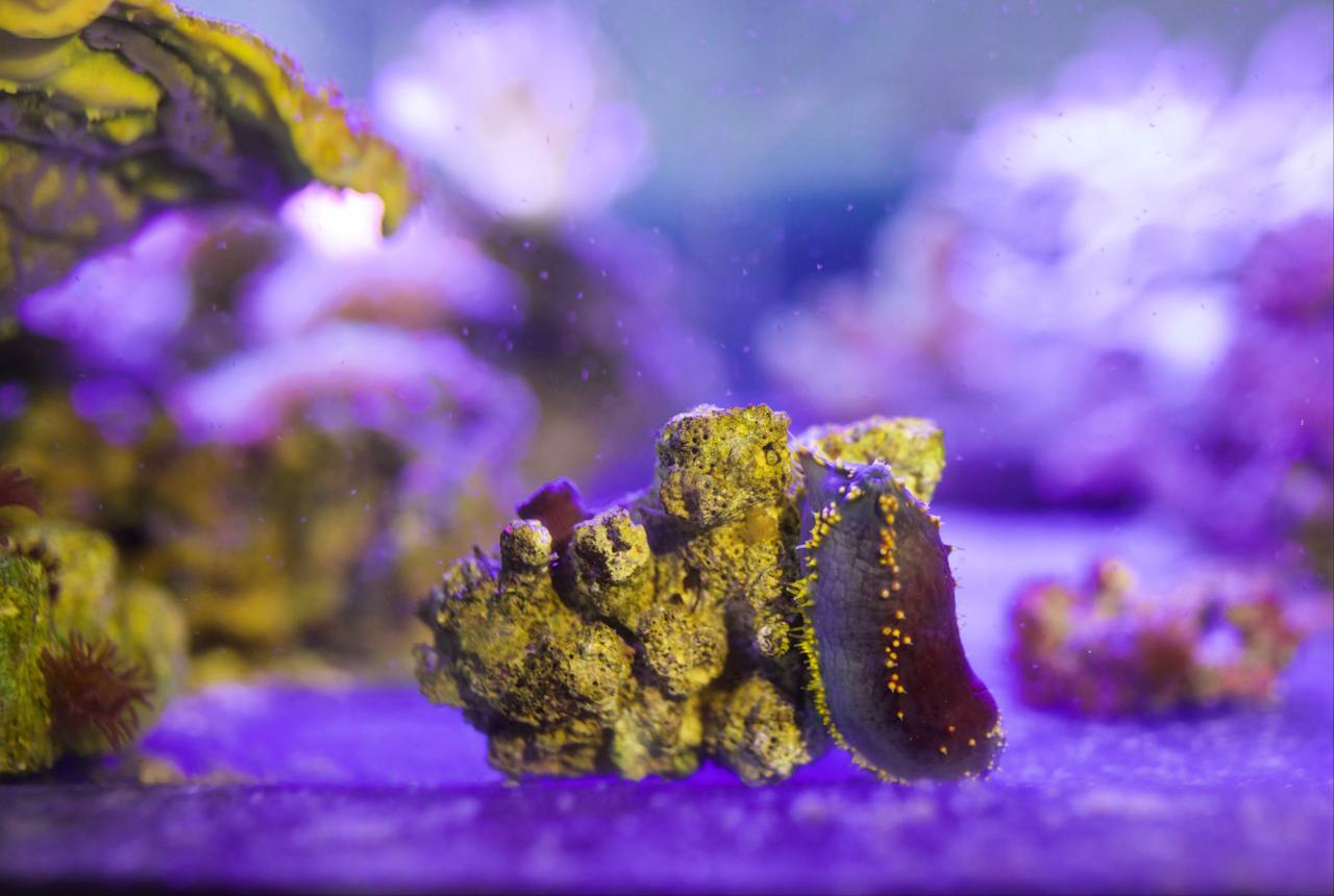 Редкой красоты морское яблоко Pseudocolochirus violaceus завезли в Приморский океанариум Как и морской огурец яблоко не относится к плодовым культурам Это иглокожее животное класс голотурии Родственники морских ежей и звезд радуют глаз ярким эффектным видом А еще их называют древними животными обитавшими на Земле ещё 400 миллионов лет назад Интересная особенность морское яблоко нельзя расстраивать Реакция на стресс может быть самой разной то они сжимаются и до размера яблока то увеличиваются в два раза набирая внутрь побольше воды Морское яблоко обитает в восточной части Индийского и западной части Тихого океанов от Бенгальского залива до Филиппин и Японии После прохождения карантина морское яблоко займет место в экспозиции Микромир В планах формирование экспозиции посвященной морским ежам в зале Эволюция где голотурия будет кстати