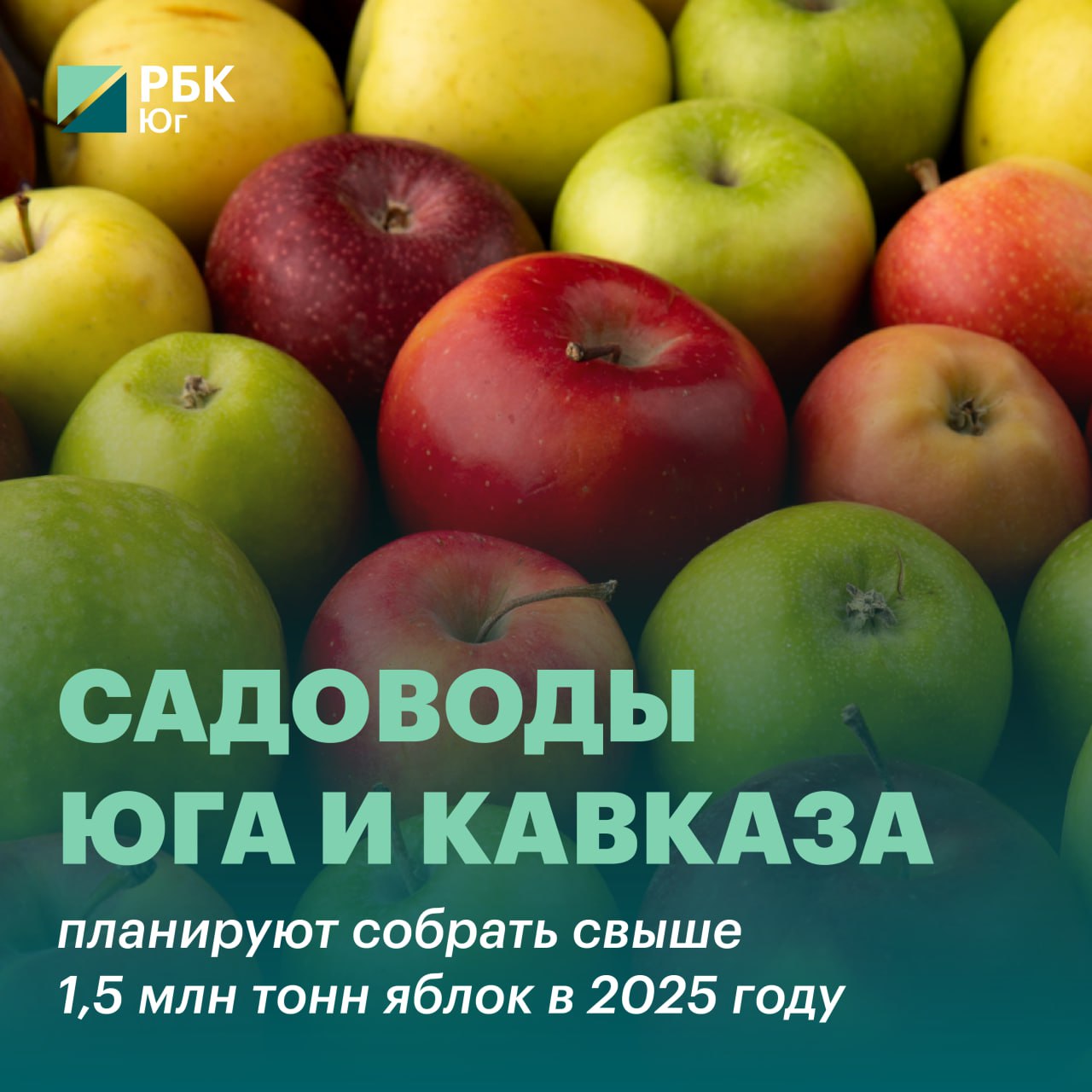 Садоводы Юга и Кавказа планируют собрать свыше 1,5 млн т яблок в 2025 году  Сбор яблок осенних сортов начинается в середине августа. Участники рынка отмечают некоторые потери урожая из-за периодов низких температур в течение зимы и весенних заморозков, однако готовы поставить в этом году на рынок свыше 1,5 млн т продукции.    Из-за потерь существенного снижения цен в пик сезона осенью не случится, считают эксперты.   Каковы ожидания по динамике цен в сезон и после него  Какой прогноз урожая яблок на Юге и Северном Кавказе в 2025 году   Подробнее — в нашей статье.  #АПК