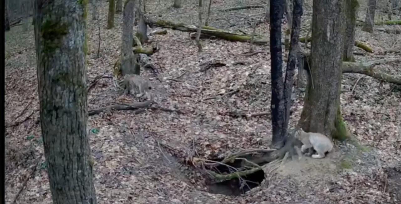 В соседнем с Тульской областью калужском заповеднике поделились кадрами жизни рысей   newstula ru fn 1775634 html Заповедник Калужские засеки поделился уникальными кадрами жизни рыси На фотоловушках запечатлены две с половиной минуты из жизни диких зверей где котята играют на барсучьем городке   Прислать новость Подписаться   Мы в MAX