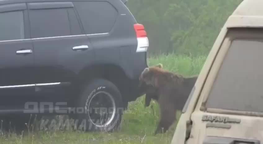 Медведь провел тест-драйв Toyota Land Cruiser в Палане