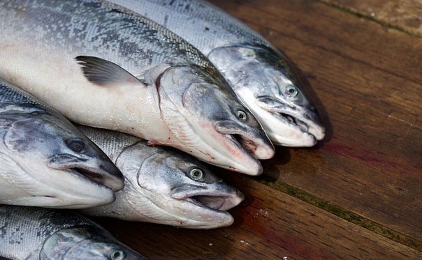 Учёные прогнозируют низкие уловы красной рыбы на Камчатке в этом году Даже в годы признанные провальными ловили больше Во вторник на заседании Камчатского рыбохозяйственного совета КРХС был озвучен прогноз на путину 2026 года Он оказался довольно мрачен Подробности по ссылке   kamtime ru article c99fa532 75af 4358 ba3a 2c2b2b4fe972