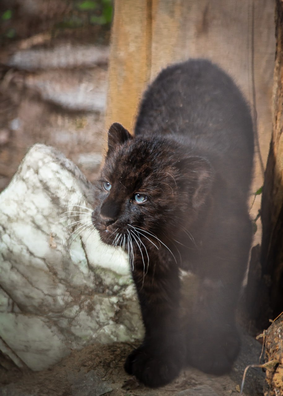 Самка дальневосточного леопарда по кличке Кара покинула Екатеринбургский зоопарк ради нового дома в Алма Ате Краснокнижную кошку отправили в зоопарк в Казахстане прямым авиарейсом Red Wings из аэропорта Кольцово Кара родилась в Екатеринбургском зоопарке Малышка отличается редким окрасом она меланист поэтому её шерсть гораздо темнее чем у обычных сородичей таких кошек часто принимают за черных пантер Кара способна разгоняться до 60 км ч и прыгать на пять метров в высоту пресс служба Екатеринбургского зоопарка Уралити Мы в Max