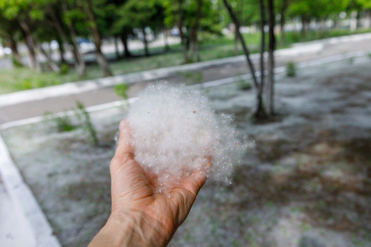 Российскую туристку приговорили к шести месяцам тюрьмы за поджог тополиного пуха в парке в Сеуле Женщина будучи пьяной прогуливаясь по лесопарку в Южной Корее Заметила тополиный пух на земле и из любопытства решила поджечь его с помощью зажигалки сообщает YTN В результате огонь охватил территорию площадью почти 500 квадратных метров Ликвидировать возгорание удалось только через час Усугубило ситуацию и то что когда начался пожар россиянка не позвонила в экстренные службы а сбежала с места происшествия В итоге южнокорейский суд признал гражданку России виновной и приговорил ее к шести месяцам заключения с отсрочкой исполнения в один год Подписаться на truekpru Читать нас в MAX