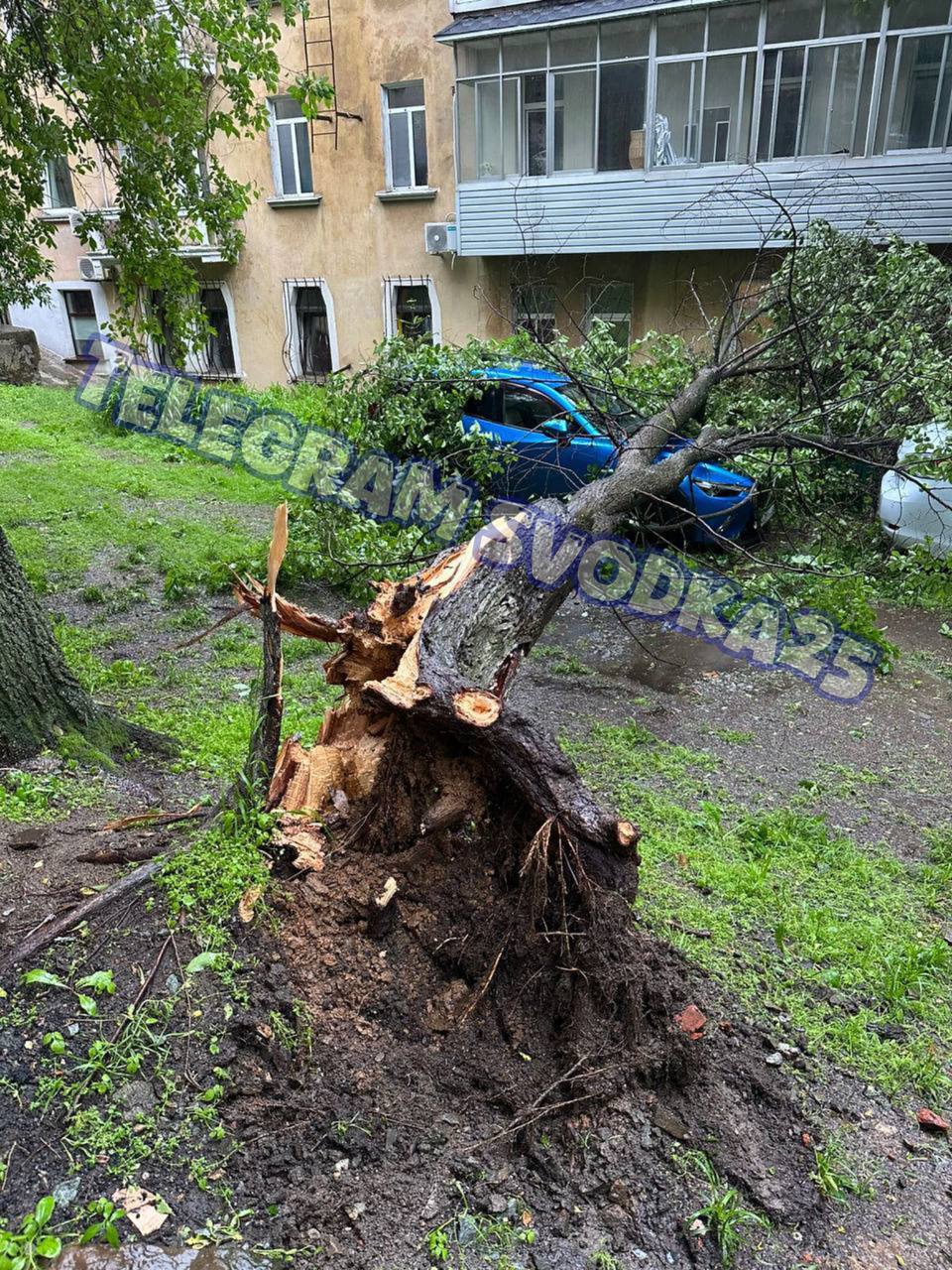 В разных районах Владивостока мощный ветер вырывает деревья из земли прямо с корнем Нам пишут, что на многих улицах города деревья не выдерживают натиска ветра и рушатся на авто. В районе Тигровой, Калинина, Невельского уже пострадали многие автомобили. Присылайте Ваши кадры с непогодой нам в личку. Сделаем публикацию
