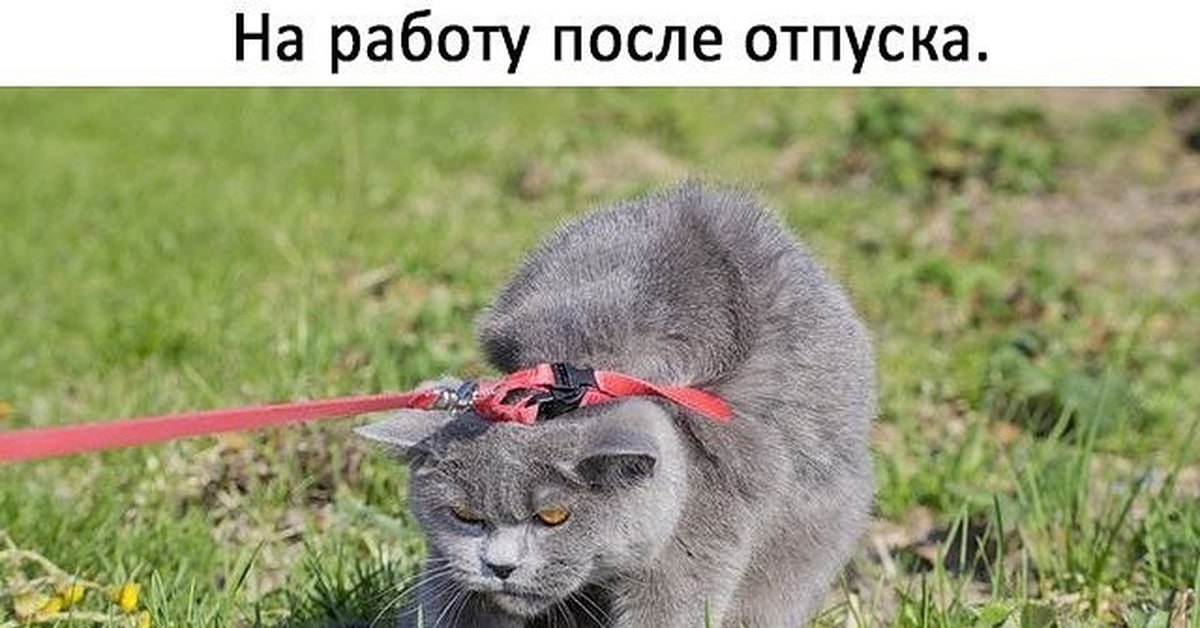 Успокоительные и другие способы снять постотпускной стресс. Сервис по поиску работы SuperJob опросил 1,6 тыс. россиян, чтобы узнать, какие средства они используют, чтобы легче влиться в рабочий процесс после отпуска. Препараты для снятия стресса от выхода на работу после отпуска пьют 8% опрошенных. В 2011 году таковых было 3%. Куда более распространёнными оказались альтернативные методы адаптации: 29% возвращаются домой за 1—2 дня до выхода на работу, 19% в первый рабочий день выполняют задачи попроще, а 18% стараются выспаться и не перетруждаться. Чаще к помощи лекарств и витаминов прибегают работники в возрасте от 35 до 45 лет. Среди женщин принимающих успокоительные больше, чем среди мужчин — 9% против 6%. Кстати, по закончившемуся отпуску страдают не все — 39% опрошенных заявили, что не испытывают стресса, возвращаясь на работу. ™ Без рецепта