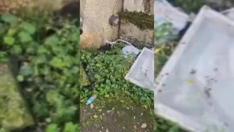 Куница замечена в центре Оренбурга: возможное возвращение редкого хищника