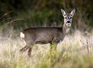 Браконьера оштрафовали за незаконную охоту Житель Саратова охотился около села Ленинское Энгельсского района и добыл там косулю Этот факт зафиксировали охотничьи инспекторы Ущерб составил 200 тыс рублей Браконьера привлекли к административной ответственности и лишили на один год права на охоту Нарушитель не стал добровольно возмещать ущерб и комитет обратился с иском в Ленинский райсуд Саратова Судья признал требования о возмещении ущерба законными но и после этого ответчик не стал его возмещать По инициативе комитета приставы возбудили исполнительное производство Браконьер погасил долг и средства теперь поступят в бюджет Энгельсского района Источник и фото комитет охотничьего хозяйства и рыболовства области