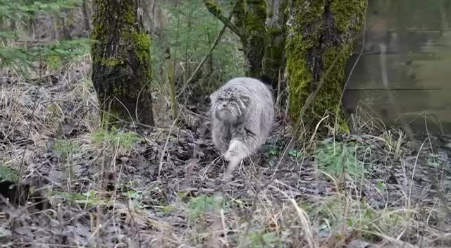 Манул Бабник завершил зажировку, достигнув максимального веса в 6,5 кг