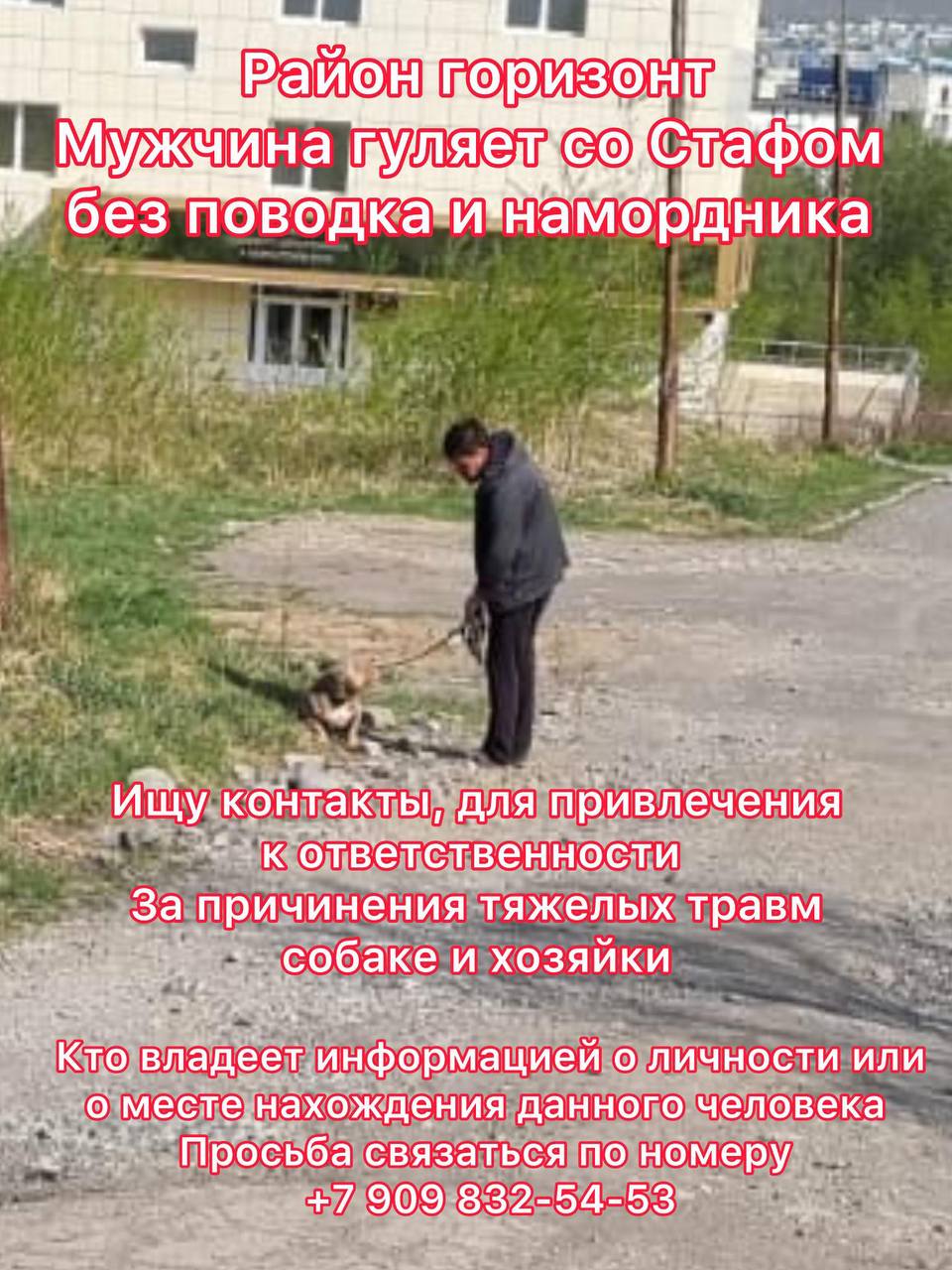 Нападение стаффа на шпица: хозяин угрожал, а полиция игнорировала 1 июня утром возле дома №6 на ул. Курчатова стаффордширский терьер без поводка и намордника напал на двух шпицев. Хозяйка пыталась защитить питомцев, накрыла их своим телом, прижавшись к земле, но собака успела разорвать одному шпицу глаз. Женщина обратилась к хозяину с просьбой взять животное на поводок, однако хозяин стаффа вместо того, чтобы помочь, кричал угрозы: «Заткнись, с#ка! Хочешь, чтобы я отпустил собаку и она разорвала вас всех?» Позже он жестоко избил своего пса ногами. Это не первое нападение этой собаки – ранее она покусала овчарку и загрызла пожилого лабрадора. Обращения к участковому остались без ответа. После инцидента пострадавшая собака получила помощь в ветклинике, а хозяйка – в травмпункте у нее диагностирован ушиб хряща трахеи и ушиб левого предплечья . Полиция, встреченная по дороге, проигнорировала происшествие. Просим откликнуться свидетелей и всех, кто знает владельца агрессивного стаффа.