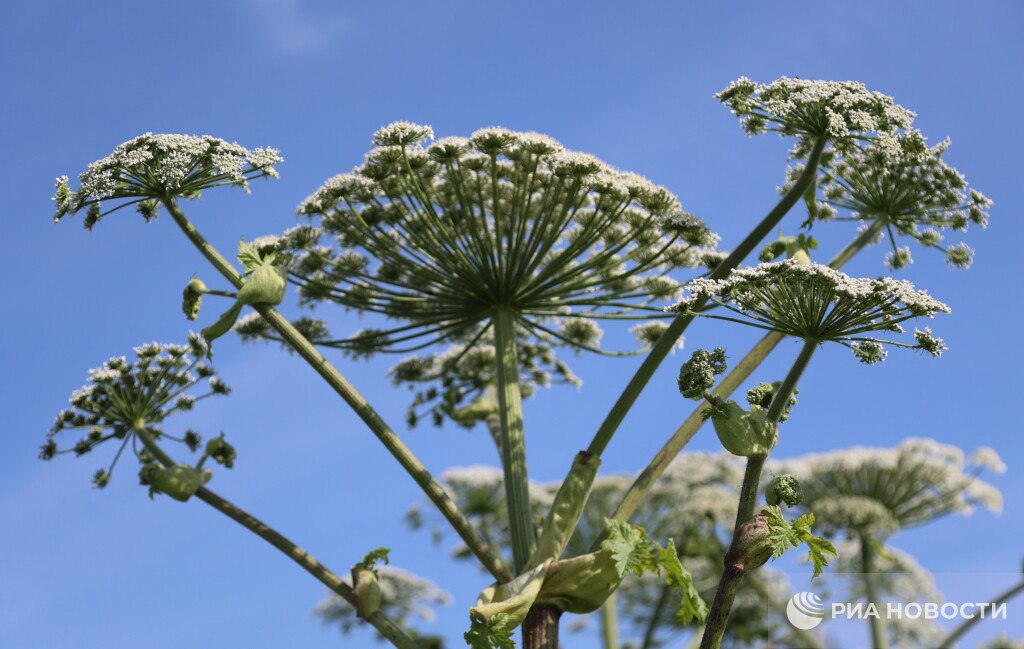 Борщевик на участке может обойтись в 700 тысяч рублей С 1 марта владельцам земель грозит штраф до 700 000 за невыполнение обязанностей по борьбе с борщевиком и другими опасными инвазивными растениями Инициатива направлена на то чтобы землю держали в нормальном состоянии а не в джунглях из ожогов и сорняков Все для того чтобы защитить землю и её плодородие пояснили в профильном комитете Госдумы