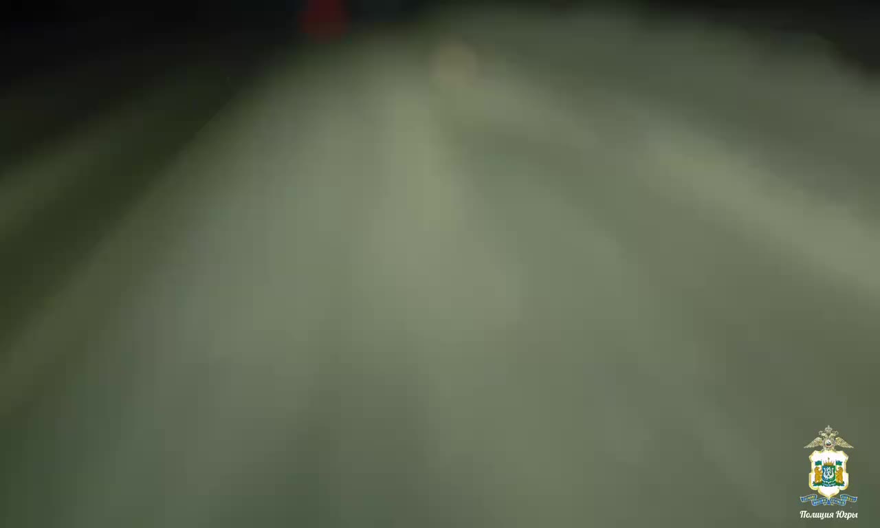 Полицейские Югры спасли замерзающего шпица на трассе