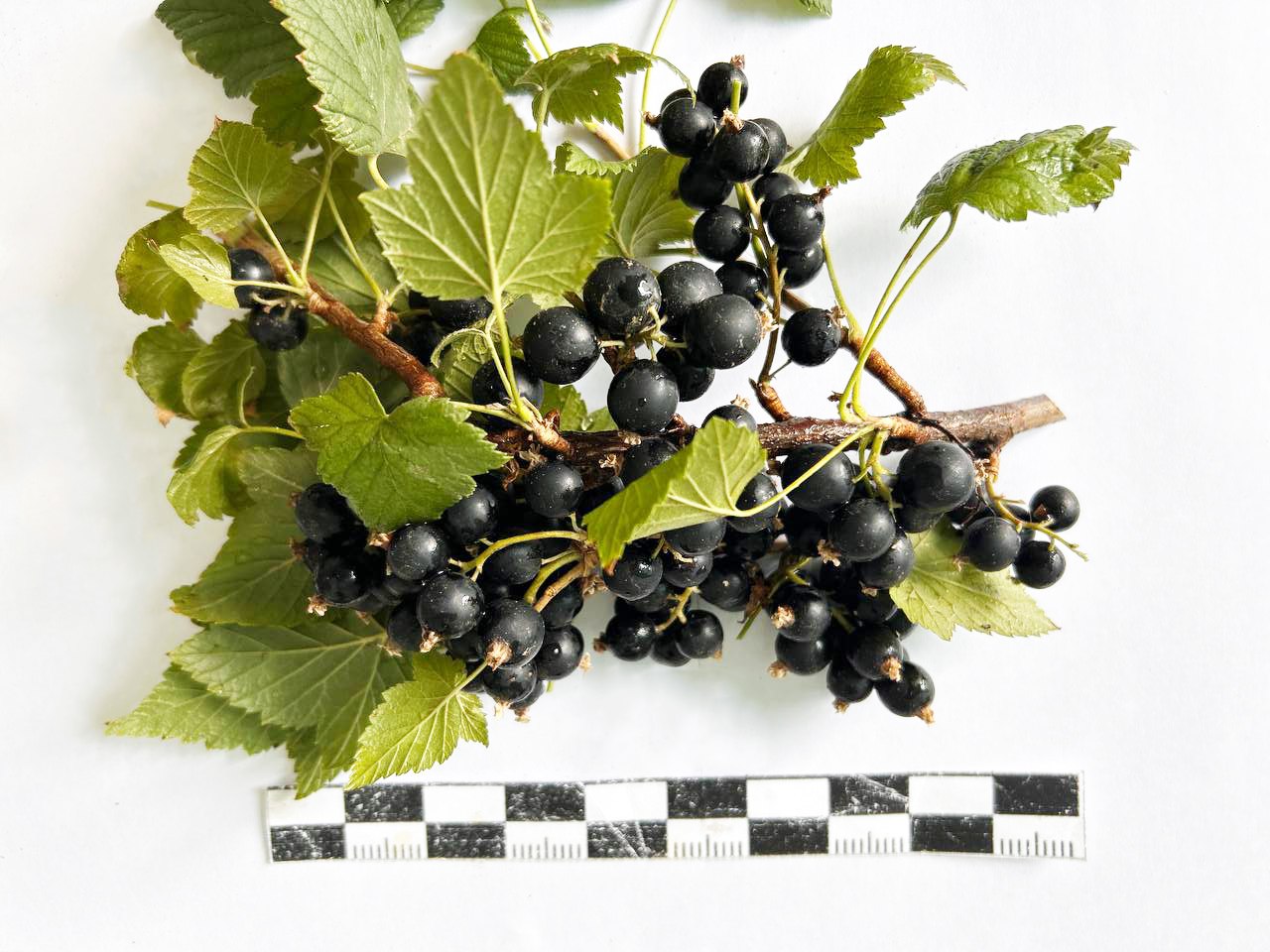 В Бурятии ученые вырастили Байкальское чудо Ученые Бурятской сельскохозяйственной академии вывели новый сорт черной смородины Байкальское чудо с рекордным содержанием витамина С и высокой урожайностью Урожайность нового сорта составляет 5 5 кг с куста или 121 ц га Масса ягод достигает 4 граммов что является высоким показателем для черной смородины Также сорт хорошо переносит суровые зимы с малым количеством снега летнюю засуху ежегодно дает стабильный урожай и устойчив к вредителям и болезням Бурятия Подробности в Номер один Сообщить нам свою новость можно по кнопке Письмо в редакцию