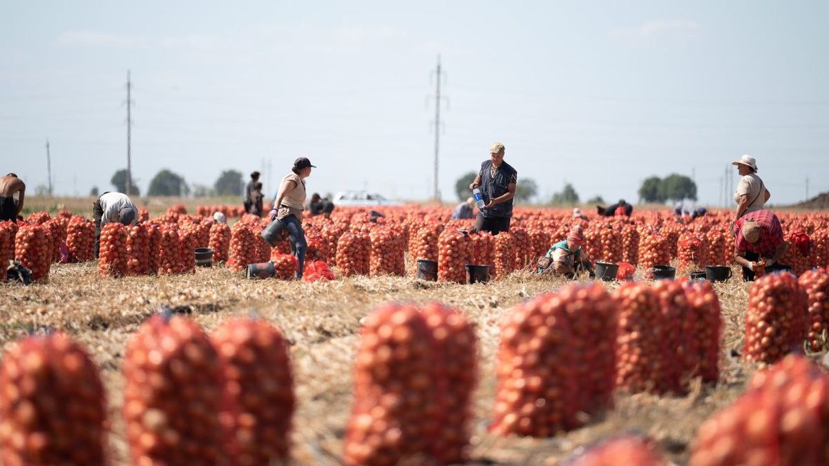 Херсонская область демонстрирует уверенный аграрный рост В регионе зафиксирован значимый результат фермеры собрали 1 2 млн тонн зерна объём который не только закрывает потребности области но и позволяет формировать экспортные поставки Херсонские хозяйства также полностью обеспечили регион ключевой продукцией Местные производители закрыли потребность в овощах и бахчевых культурах а молочная отрасль стабильно поставляет сыры и масло формируя настоящий продовольственный баланс внутри области