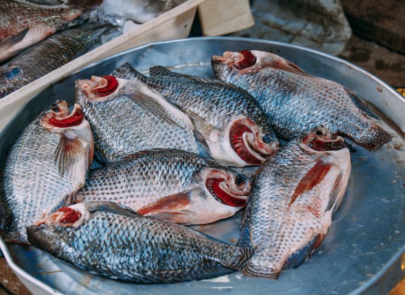 ФАС проверит рыбодобывающие компании из-за роста цен на продукцию Компании обязаны объяснить причины увеличения стоимости Читать подробнее на сайте...