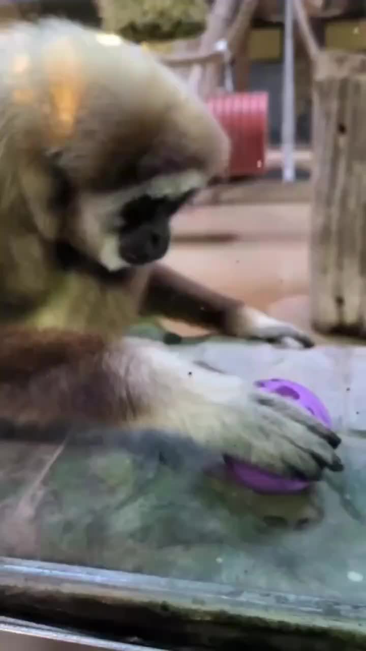 Обезьяны в зоопарках Воронежа и Перми отмечают Международный день обезьян