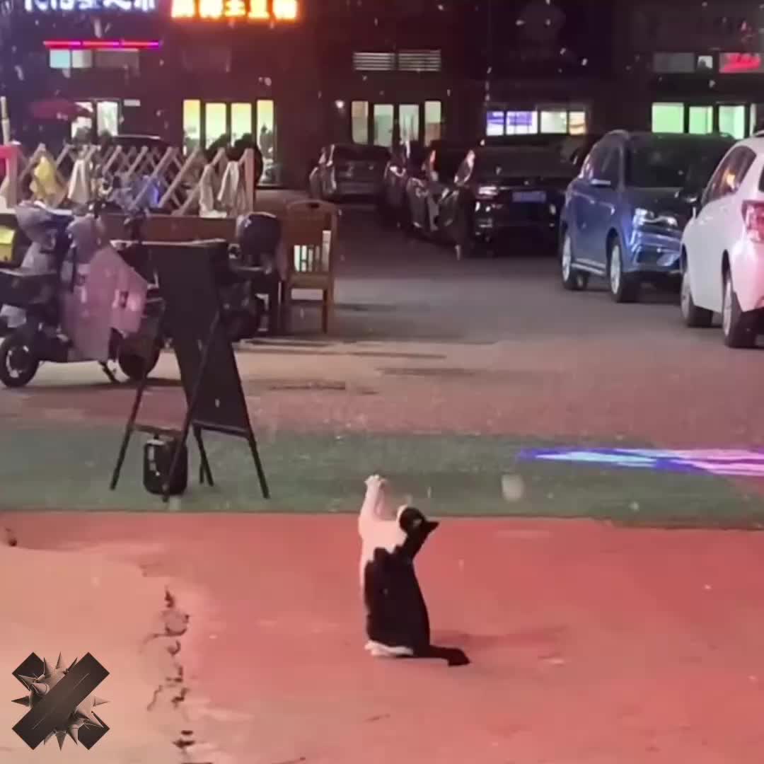 Котик впервые увидел снег в Китае и стал звездой сети