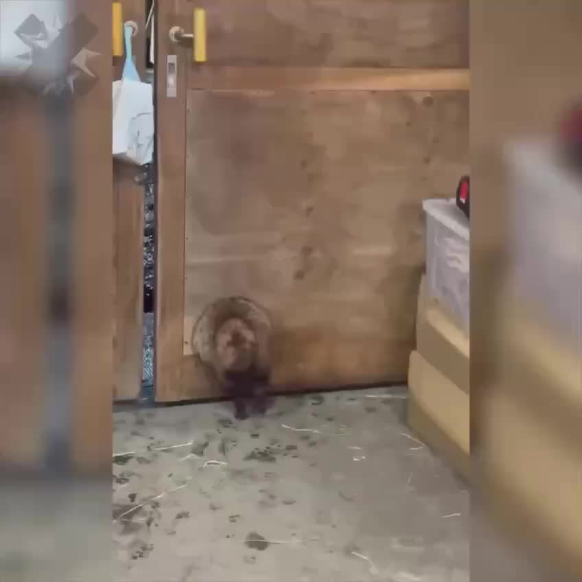 Енотовидная собака застряла в конюшне после обильного угощения в Японии