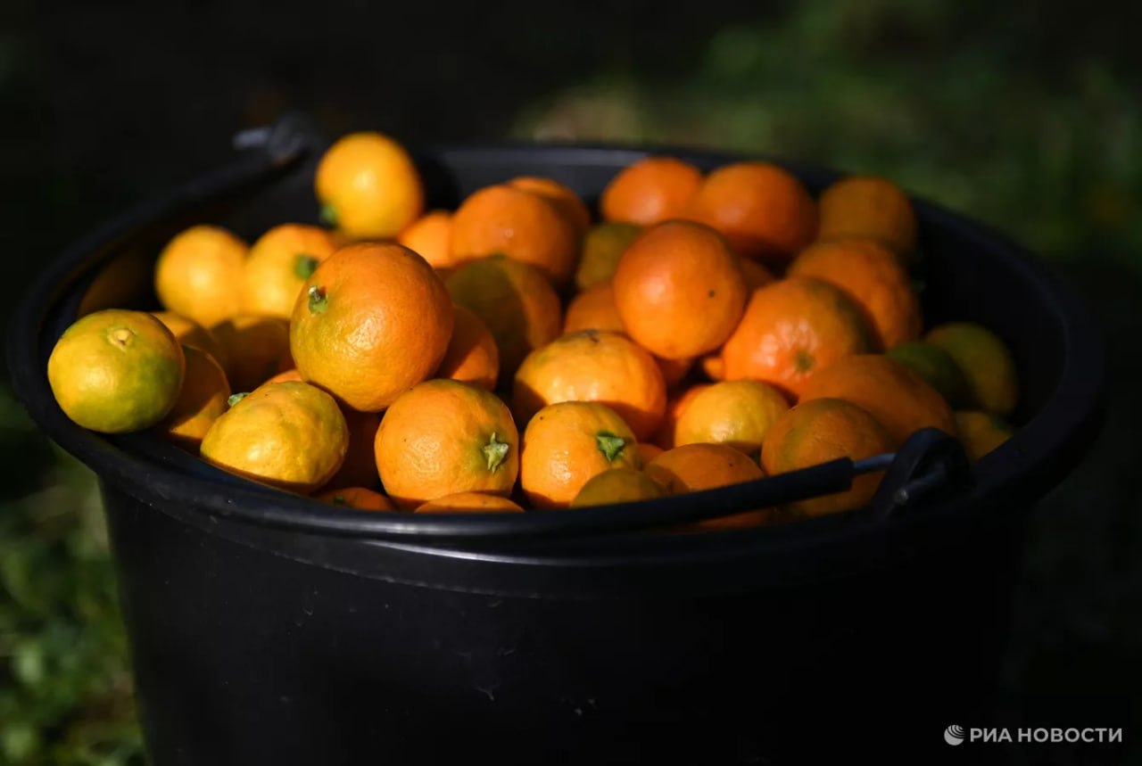 Россияне за год съедают около 1 млн тонн мандаринов причем треть из них в декабре рассказали РИА Новости в Россельхозбанке Подписаться на РИА Новости экономика Все наши каналы