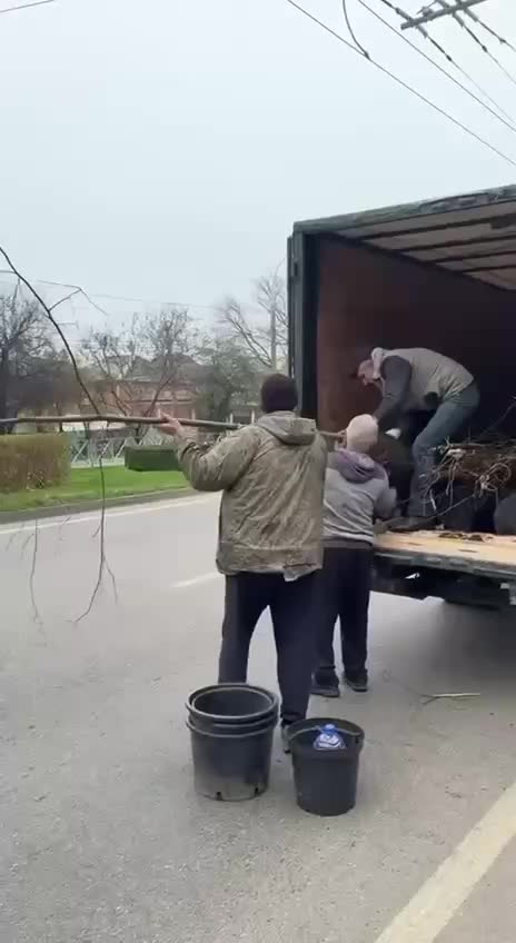 В Краснодаре высажено более 550 деревьев в рамках озеленения